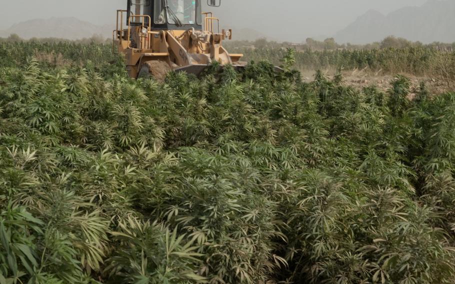 A bucket loader plows through a marijuana field to eradicate the plants, Zharay district, Kandahar province, Afghanistan, Oct. 5, 2011.
