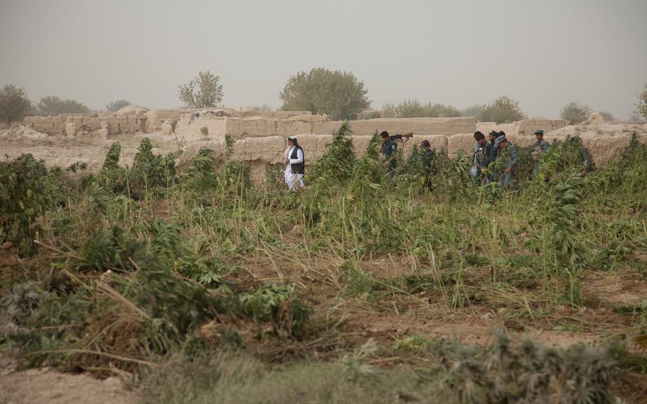 Niaz Mohammad Sarhadi, district governor, Zharay district, oversees the eradication of a marijuana field, Zharay district, Kandahar province, Afghanistan in this Oct. 2011 photo.