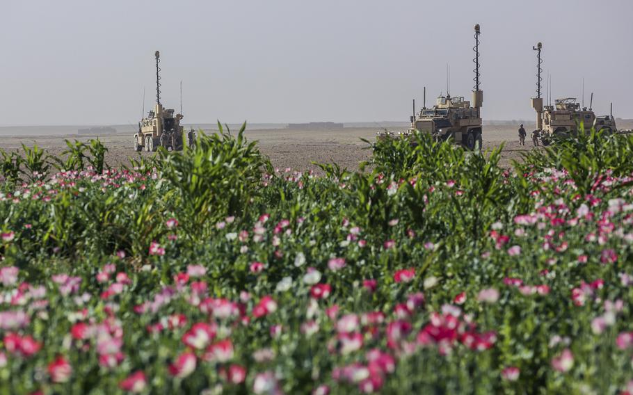 U.S. Marines with 1st Battalion, 2nd Marine Regiment observe the surrounding area near a poppy field during a security patrol in Shorab, Helmand province, Afghanistan on September 20, 2014. 
