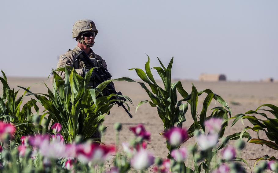 U.S. Marines SSgt. Scott Weakly, 1st Battalion, 2nd Marine Regiment, patrols next to a poppy field during a security patrol in Shorab, Helmand province, Afghanistan on September 20, 2014.
