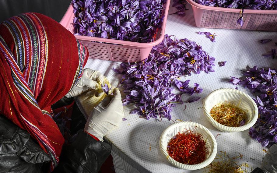 A woman inspects red stigmas from a purple crocus flower for impurities Nov. 14, 2018, in Herat, as part of a process of refining saffron, sold as the most expensive spice in the world.