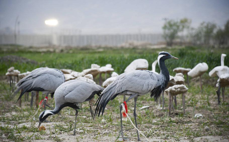 A crane with its leg tied up to prevent escape stands as bait for other birds during a morning hunt, yards away from the outer walls of Bagram Airfield, the largest U.S. base in Afghanistan. Locals hunt ducks and cranes in the wetlands outside the base, and sell them either as pets or meat.