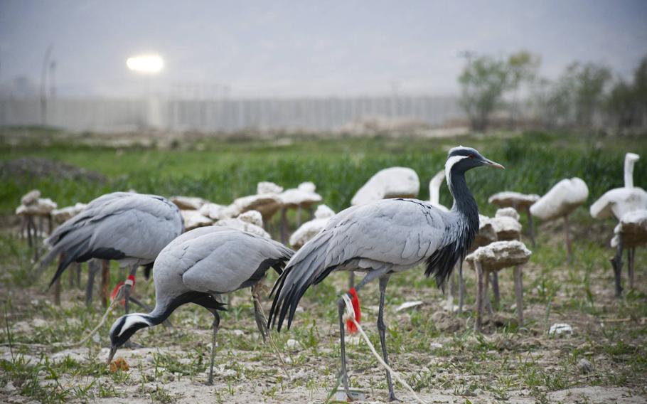 A crane with its leg tied up to prevent escape stands as bait for other birds during a morning hunt, yards away from the outer walls of Bagram Airfield, the largest U.S. base in Afghanistan. Locals hunt ducks and cranes in the wetlands outside the base, and sell them either as pets or meat.

