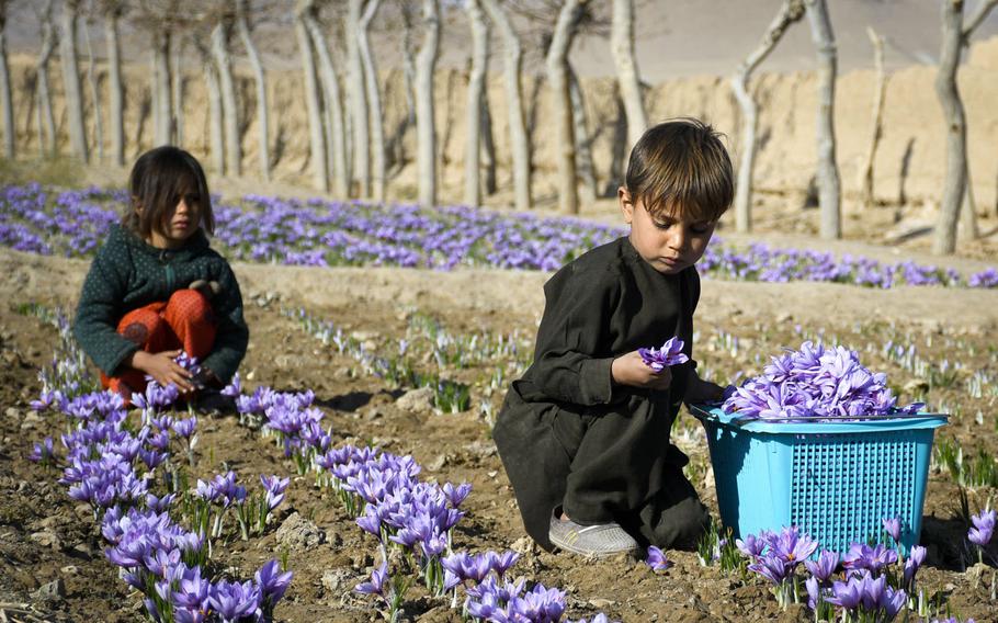 Two Afghan children harvest saffron flowers in a field in Guzara district of Herat province in western Afghanistan, near where an Afghan government airstrike killed at least eight, including civilians, on July 22, 2020.
