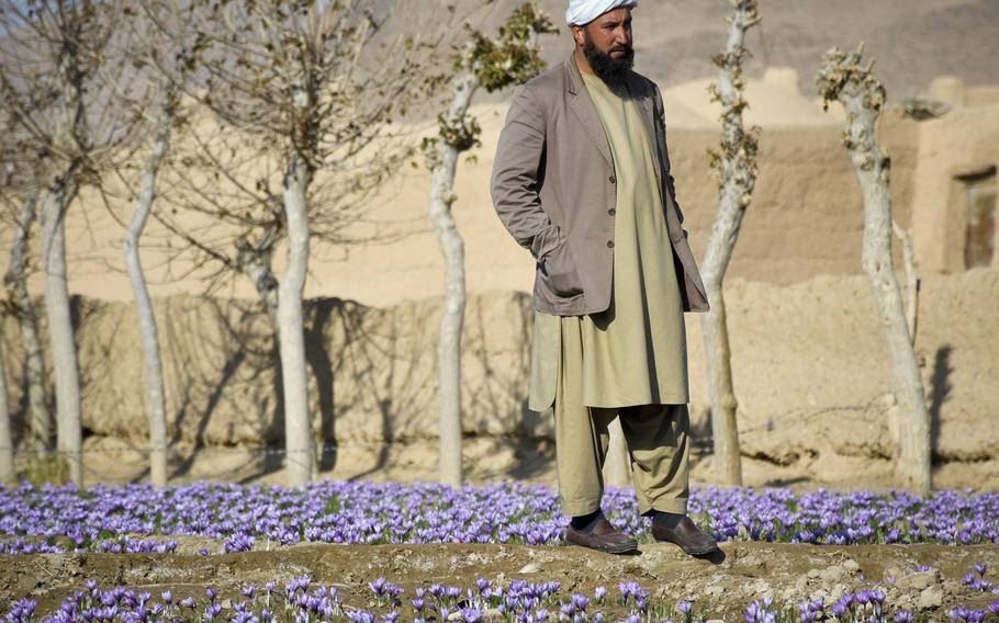 An Afghan farmer stands in a saffron field in Guzara district of Herat province in western Afghanistan, near where an Afghan government airstrike killed at least eight, including some civilians, on July 22, 2020. 


