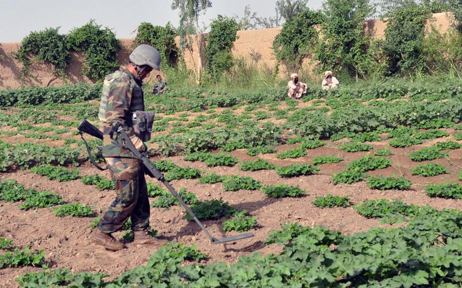 An Afghan National Army soldier sweeps for hidden bombs in a farming field inside a compound in Marjah on June 25. The joint operation was in search of bomb-making materials following a tip from a civilian.