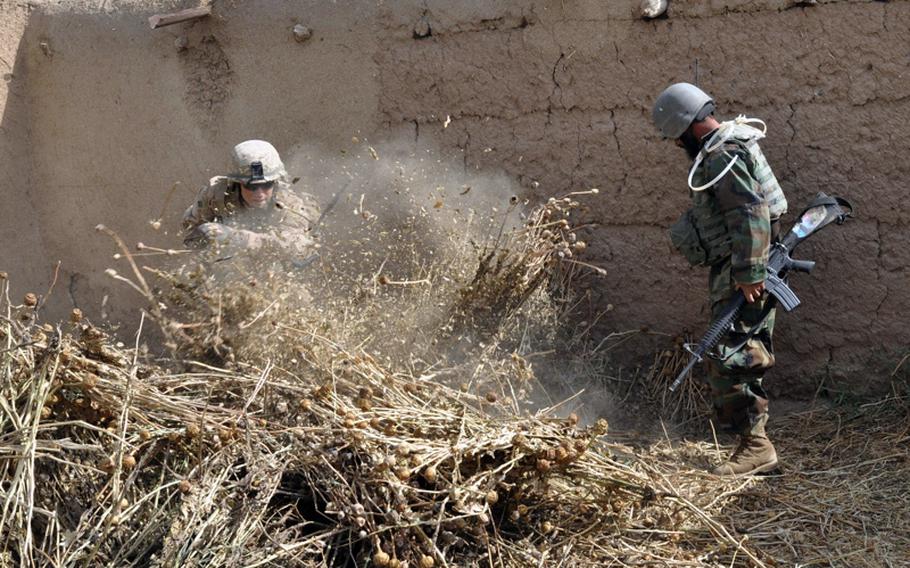 A U.S. Marine and an Afghan National Army soldier check for bombmaking materials beneath a bushel of dried poppy during a compound search in Marjah District of Helmand Province on June 25.