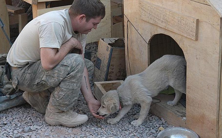 U.S. Army Spc. Jimmy Labbee uses some food to lure Smoke out of his doghouse at a base in the Arghandab District of southern Afghanistan. Soldiers at the Operational Control Center for the district have adopted four stray dogs.