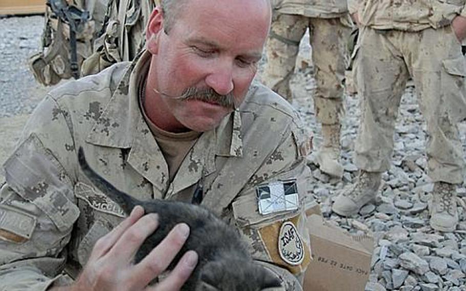 Canadian Capt. Ken McClure plays with one of six kittens the soldiers at FOB Edgerton had discovered motherless last month and decided to keep. The soldiers named the kittens - McClure is holding Mickey Blue Eyes - and make sure they get plenty of attention.