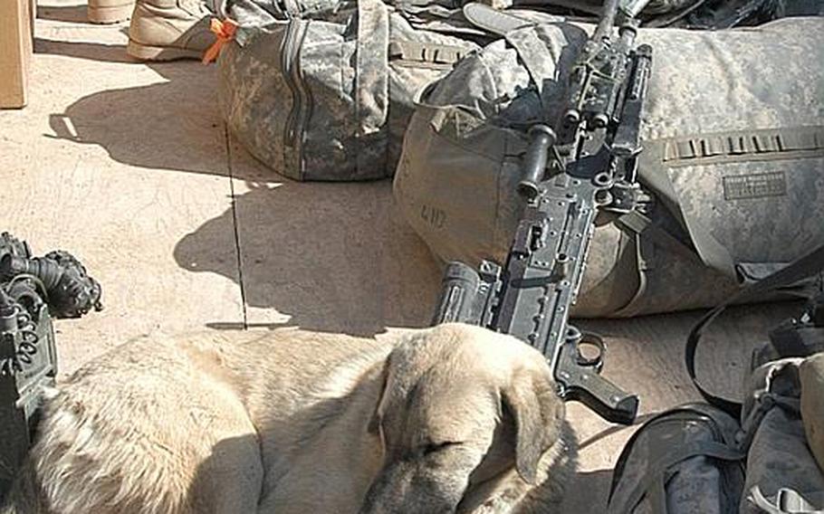 Dogs Bacon, foreground, and Smoke relax amid military supplies as a unit takes inventory recently at the U.S. Army?s Operational Control Center for the Arghandab District of Kandahar Province in southern Afghanistan. Bacon and Smoke are two of four dogs soldiers on the base have taken as pets.