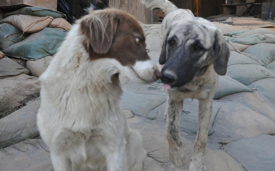 Cookie, left, and Bean, two of the three dogs that live at Observation Point Mustang in eastern Kunar province, serve as an early-detection warning system, barking at unfamiliar sounds during the night.