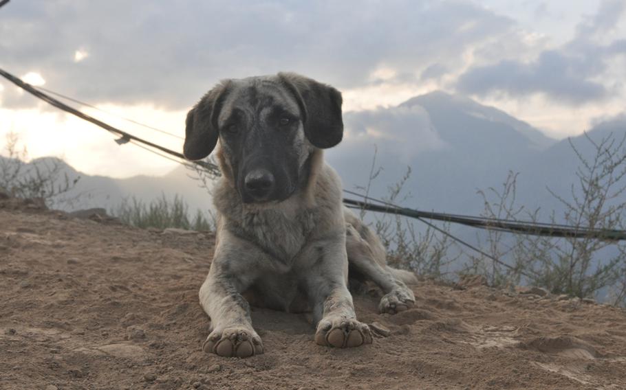 Bean, one of the three dogs that live at Observation Point Mustang in eastern Kunar province, helps serve as an early-detection warning system, barking at unfamiliar sounds during the night.
