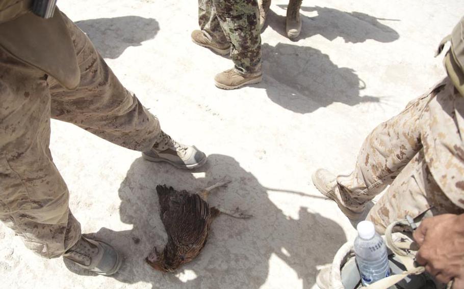 Marines stand over a dead chicken, supposedly killed by their bomb-sniffing dog, Shaggy.