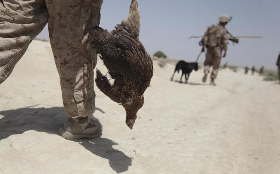 A chicken killed by Shaggy, a Marine bomb-sniffing dog, in the background, is carried to its final resting place.
