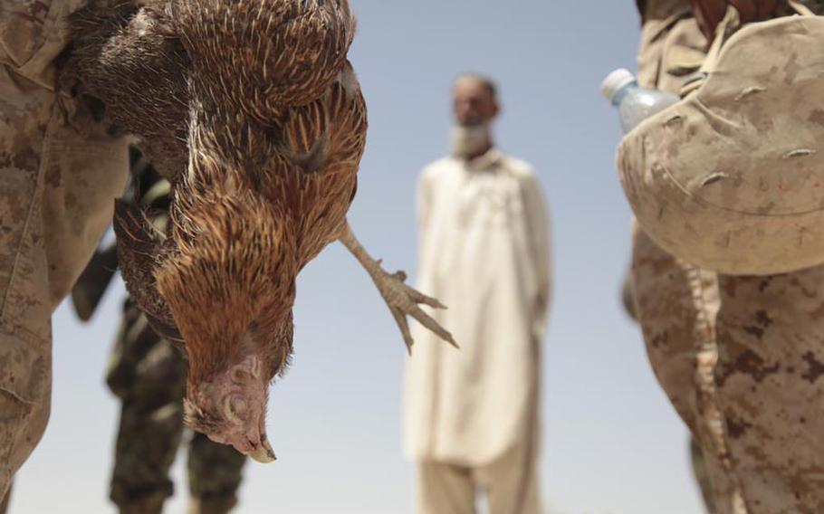1st Lt. Nathan Fukuwa, the 25-year-old commander of 1st Platoon, holds a chicken supposedly killed by a Marine bomb-sniffing dog as the Marines searched for homemade explosives in the small village of Tor Jan in southern Garmsir district, Helmand province.