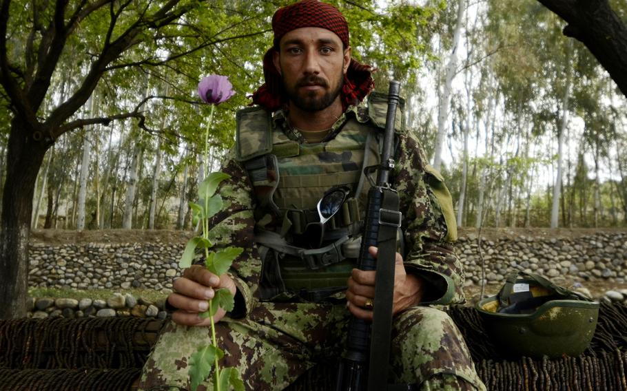 An Afghan National Army soldier poses with a poppy near the village of Karizonah, Khost province. In Afghanistan, the poppy crop is a major source of funding for extremist groups involved in the Taliban-led insurgency.