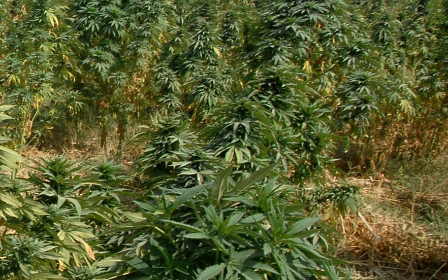 A field of marijuana in the Maiwand district of Afghanistan. According to a survey released Tuesday, May 12, 2015, marijuana is grown widely as the production of illegal narcotics has hit record levels.