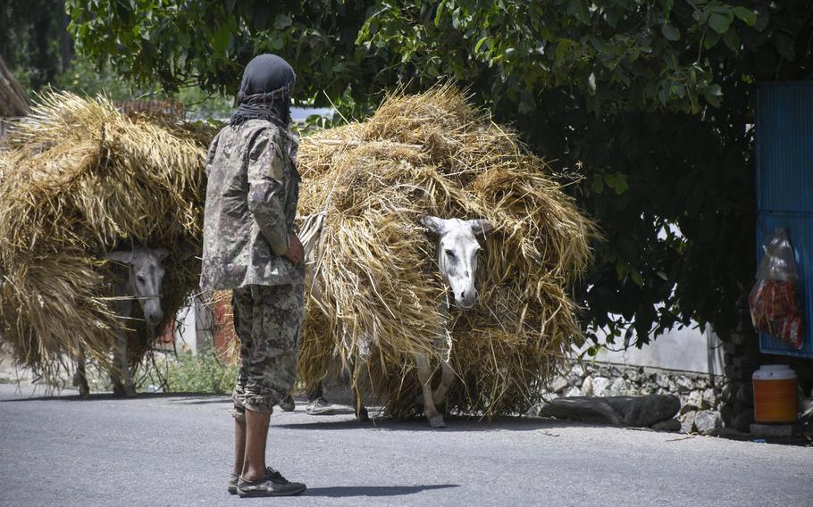 A farmer herds donkeys laden with hay along on a road leading to Baharak, Afghanistan, on July 14, 2019. Baharak is in Badakhshan province, which never fell to the Taliban when they ruled Afghanistan in the 1990s, but where several districts have fallen to or are under threat from the militant group.