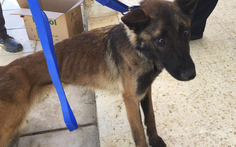 Athena, a U.S.-trained bomb-sniffing dog provided to Jordan, is pictured in a photo from April 2018 when a State Department contracted veterinary team found the 2-year-old Belgian Malinois severely emaciated.
