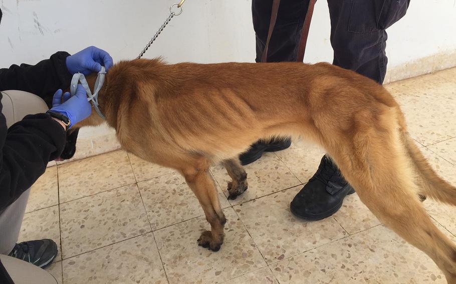 A malnourished Jordanian bomb-sniffing dog named Mencey is seen in an April 2018 photo taken when a team of veterinary workers traveled from the U.S. to prevent an outbreak of insect-borne illness among U.S.-trained working dogs the State Department provided to Jordan. The 3-year-old Belgian Malinois had Leishmaniasis from sand flies and was euthanized when his kidneys failed.