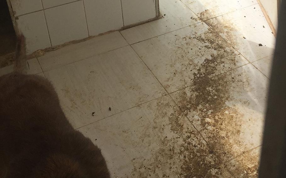 A photo from April 2018 shows a kennel covered in dirt and feces where a U.S.-trained bomb-sniffing dog was living in Jordan.