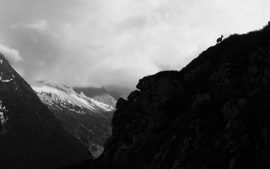 An Alpine Ibex is silhouetted in the mountains above the Chamonix Valley, France.

