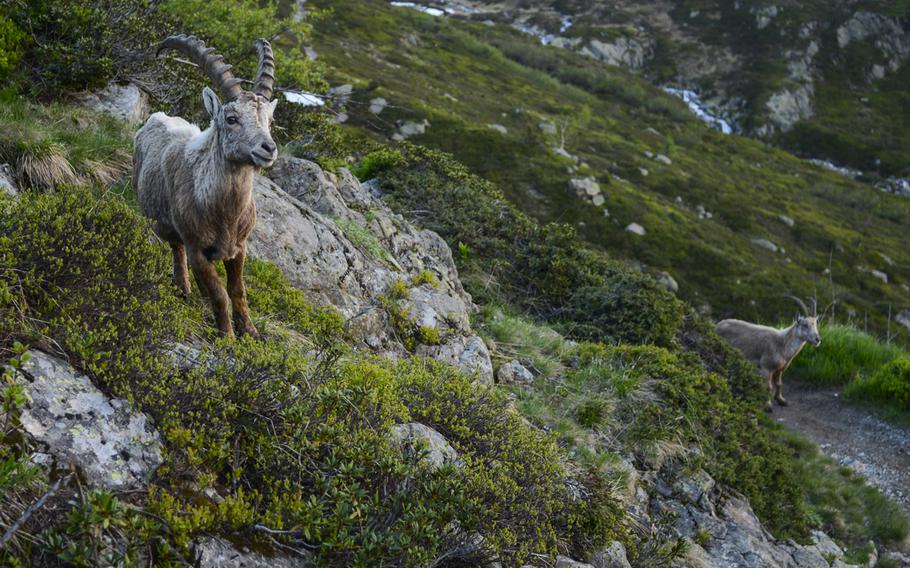 Two alpine Ibex guard the mountain trails above the Chamonix Valley, France.

