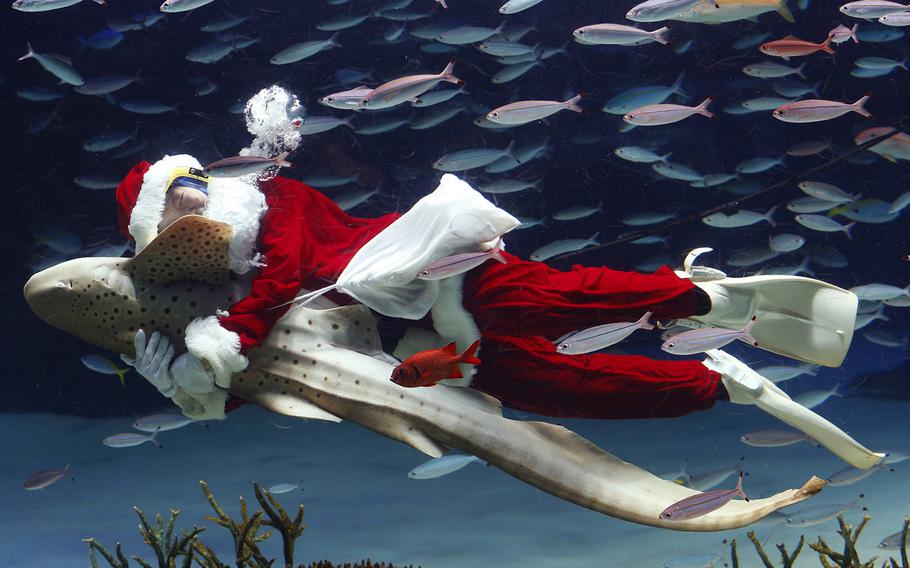 SHARK EMBRACE | Not to be outdone by scuba-diving Santas other regions, this Santa (or aquarium staff member) embraces a Zebra shark as he swims inside the Sunshine International Aquarium in Tokyo on Dec. 11, 2013.