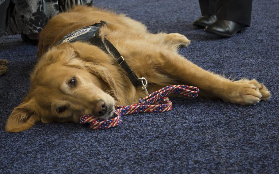 Victoria, a dog with the Wounded Canine Connection program, gets some rest during the Sea-Air-Space convention in Maryland on April 8, 2014. 