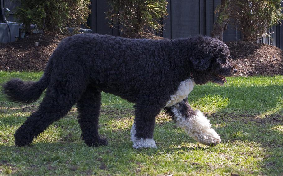 Bo, the Obama's first dog, walks along the White House South Lawn during the first day of the 2014 White House Garden tour on April 26, 2014.