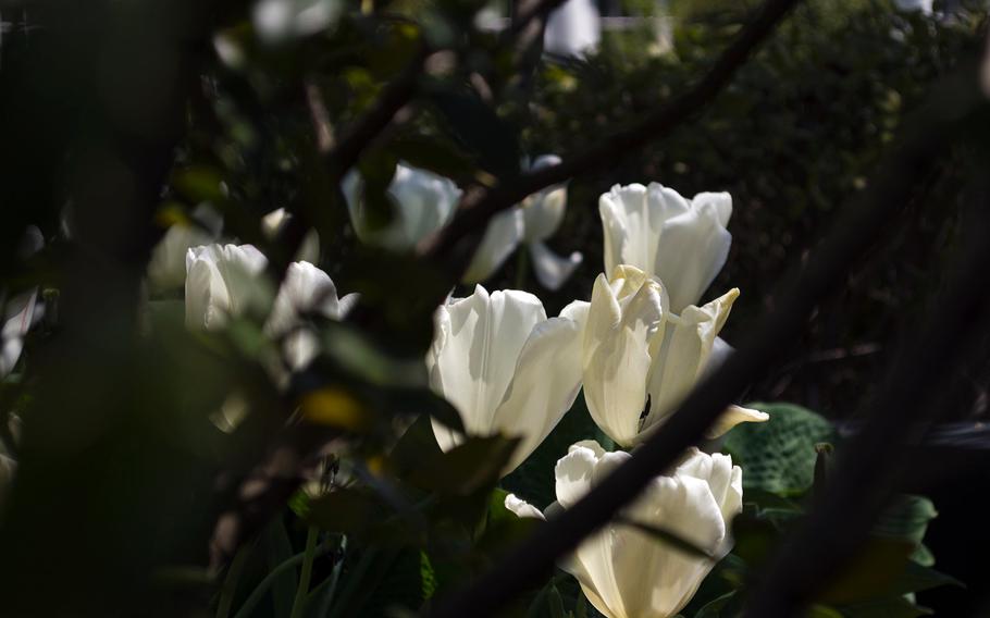 White tulips peek from behind some bushes at the 2014 White House Garden tour on April 26, 2014.