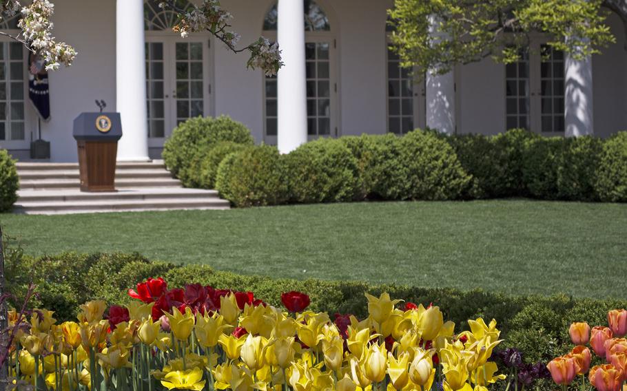 Yellow, orange and red tulips adorn the Rose Garden, where the White House set up a podium to demonstrate where Obama occasionally speaks. Behind the podium and to the left is the Oval Office. 