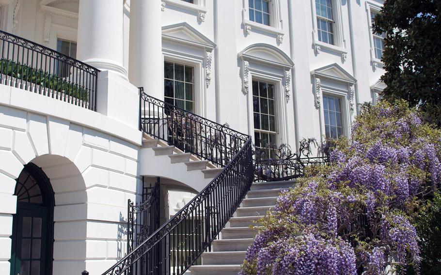Purple wisteria climb the stairs to the White House on April 26, 2014.