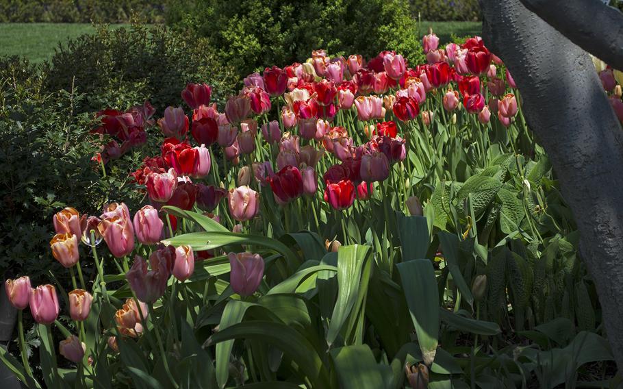 A path of red and pink tulips decorate the White House South Lawn on April 26, 2014.