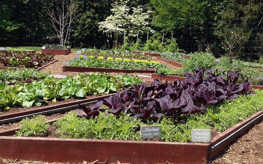 A close-up of some of the vegetables found in the kitchen garden of the White House on April 26, 2014.