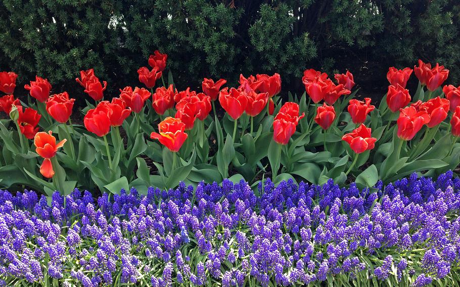 Flowers in full bloom on the White House South Lawn on April 26, 2014.