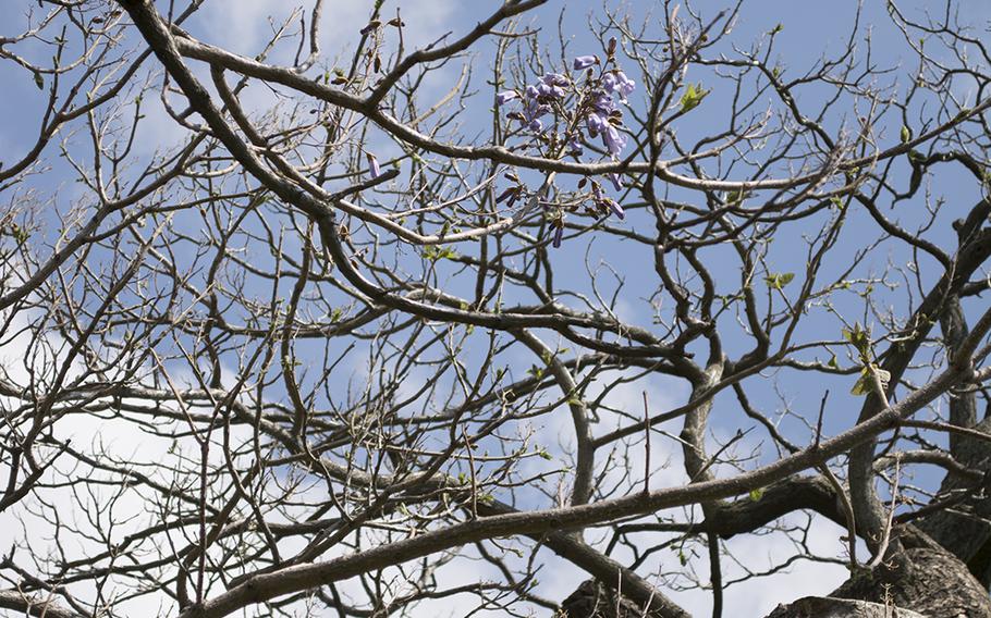 Looking up into the sky through one of the state championship trees at Arlington National Cemetery in May 2014 are some lavender blooms. 