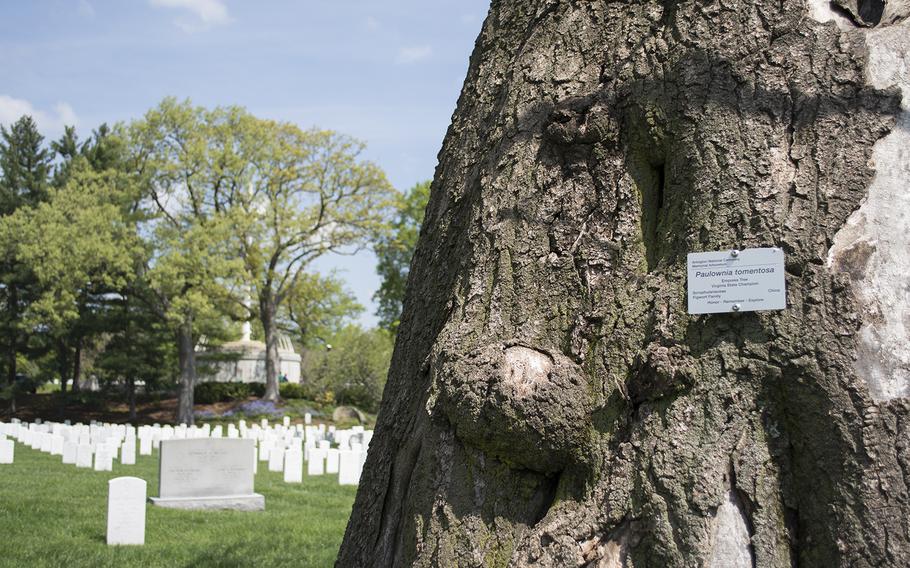 One of the state champion trees at Arlington National Cemetery in May 2014. The name tag is part of a larger project at Arlington to highlight noteworthy trees. 