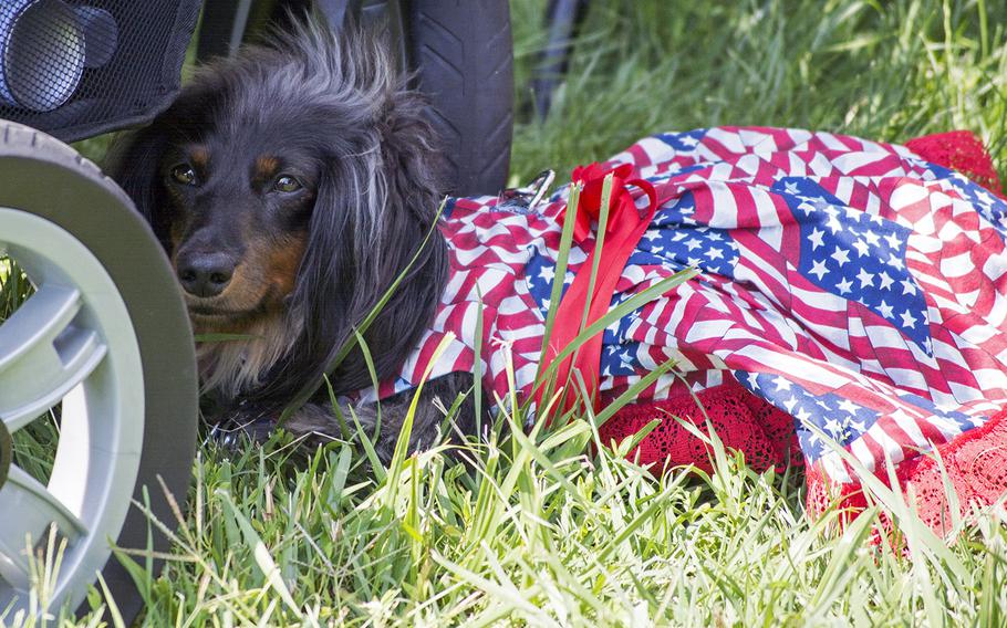 A dog takes some refuge from the sun under his companion's wheelchair. The companion - and dog - would go on stage later and read the name of a 2014 inductee. 