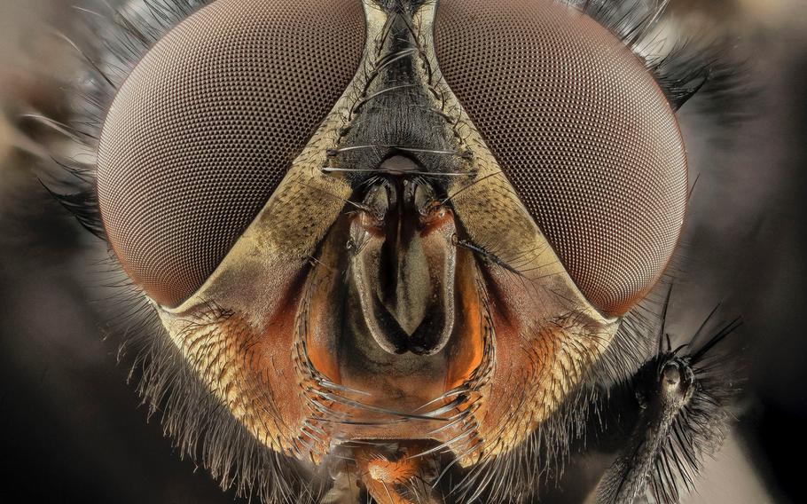 8TH PLACE | Head of a Calliphora vicina, face view. The face of insect form, layout, and ratios. Have to download and print to really see the details on this bad boy. Found near the Mall in downtown D.C. Canon Mark II 5D, Zerene Stacker, Stackshot Sled, 65mm Canon MP-E 1-5X macro lens, Twin Macro Flash in Styrofoam Cooler, F5.0, ISO 100, Shutter Speed 200. USGS Bee Inventory and Monitoring Lab (CC BY 2.0) [<a href="http://commons.wikimedia.org/wiki/Commons:Picture_of_the_Year/2014/Results#/media/File:Calliphora_vicina,_u,_Face,_DC_2014-04-24_-17.46.02_ZS_PMax_-_USGS_Bee_Inventory_and_Monitoring_Laboratory.jpg" target=_blank>Original image</a>]