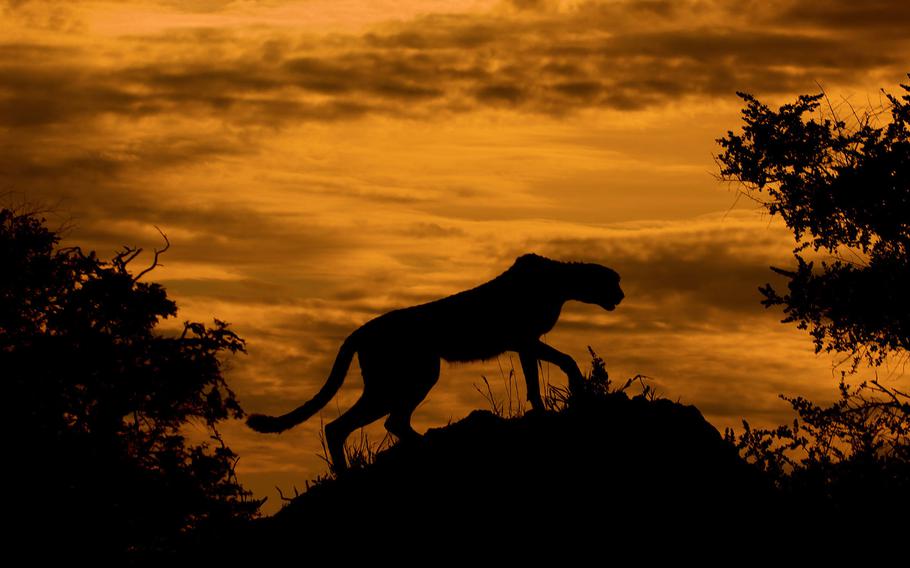 10TH PLACE | A Cheetah silhouetted against a fiery sunset, in the Oakavango Delta, in Botswana.  Arturo de Frias Marques (CC BY-SA 4.0) [<a href="http://commons.wikimedia.org/wiki/Commons:Picture_of_the_Year/2014/Results#/media/File:Cheetah_at_Sunset.jpg" target=_blank>Original image</a>]