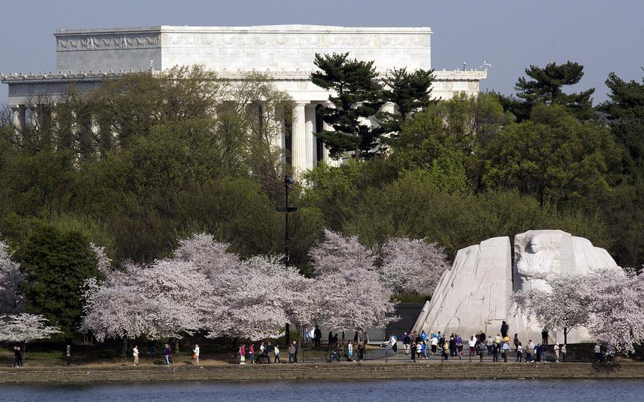 Cherry blossom season in Washington, D.C. April 13, 2015.