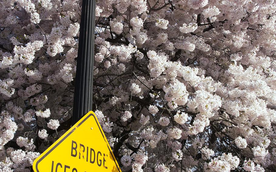 Cherry blossom season in Washington, D.C., April 13, 2015.
