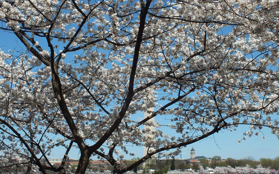 Cherry blossom season in Washington, D.C., April 11, 2015.