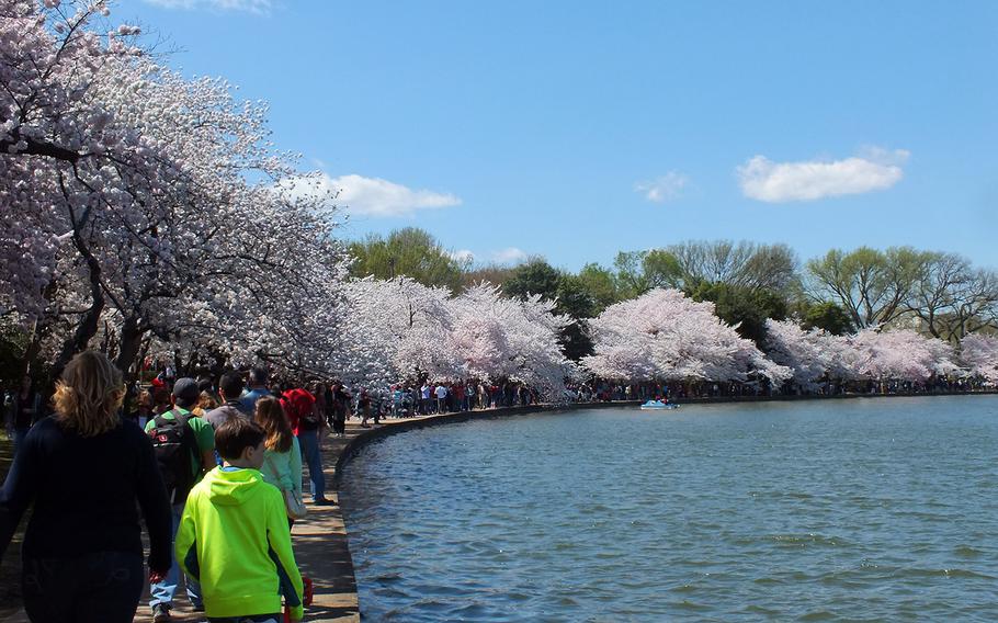 Cherry blossom season at the Tidal Basin in Washington, D.C., April 11, 2015.