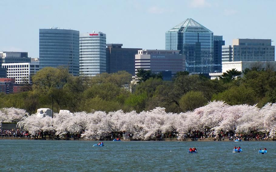 Buildings in the Rosslyn area of Arlington County, Va., loom over the Tidal Basin during cherry blossom season in Washington, D.C., April 11, 2015.