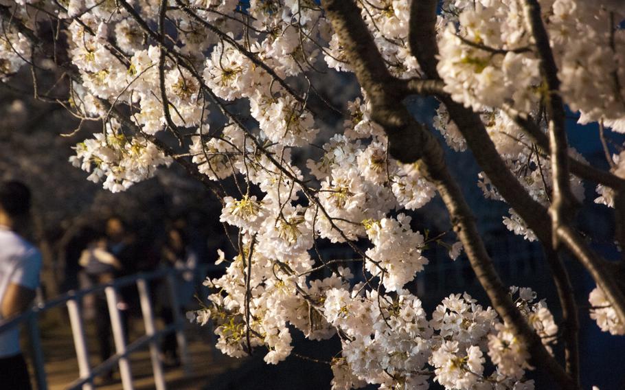 Cherry blossoms in full bloom at dusk in Washington, D.C. on April 12, 2015.