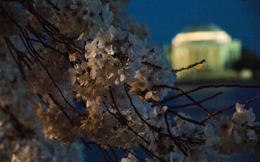 Cherry blossoms in full bloom at dusk in Washington, D.C. on April 12, 2015.