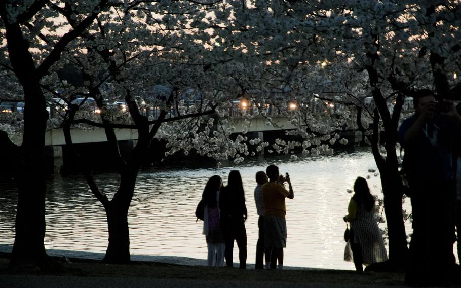 Cherry blossoms at dusk in Washington, D.C. on April 12, 2015.