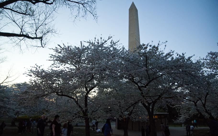 Cherry blossom season in Washington, D.C. on April 12, 2015.